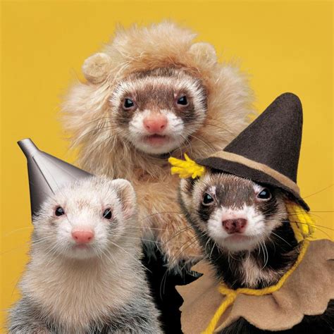 ferret dressed up|ferrets in halloween costumes.